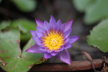 pink lotus flower