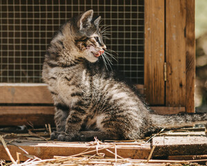 Młody prążkowany kot siedzi przed klatką