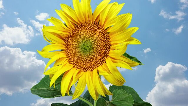 Yellow Sunflower Blooming on a Clouds Time Lapse Background in Timelapse. Agriculture Theme for Oil and Food Production. Macro Time Lapse Opening Sunflower Head