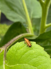 Squash bug sitting on a delicious green leaf
