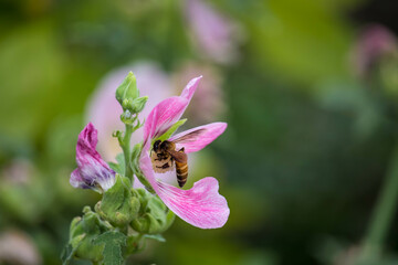 Pink and white flowers of hollyhocks blooming in the garden. The bee suck nectar and pollen of Pink Hollyhock Flower..
