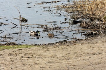 ducks in the water