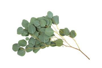 Green leaves of eucalyptus on white