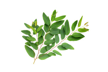 Green leaves of eucalyptus on white