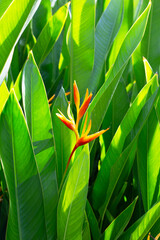 Heliconia psittacorum plant in the garden