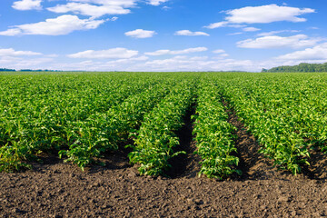 Fototapeta na wymiar green potato field and blue sky with clouds