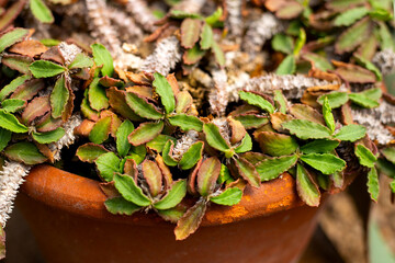 Euphorbia decaryi plant in a pot