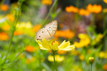 Butterfly with orange sulfur cosmos or yellow cosmos flower.