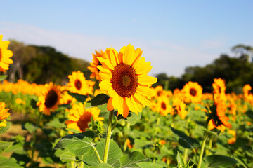 Sunflower field, Beautiful summer landscape.