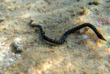 Very rare imge of banded bootlace sea worm - (Notospermus geniculatus), Underwater image into the Mediterranean sea - obrazy, fototapety, plakaty