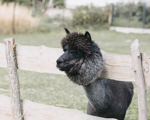Portret ciemnej alpaki za płotem © neskama