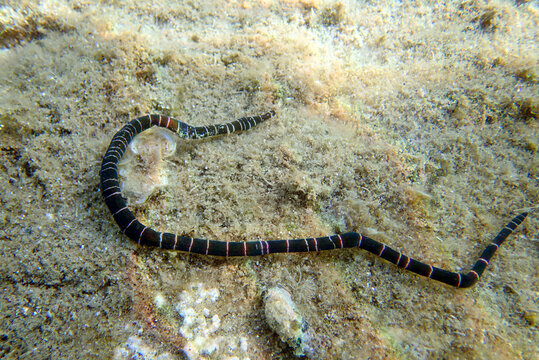 Very rare imge of banded bootlace sea worm - (Notospermus geniculatus), Underwater image into the Mediterranean sea