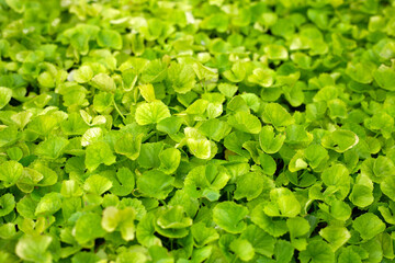 Gotu Kola herb plant in the garden