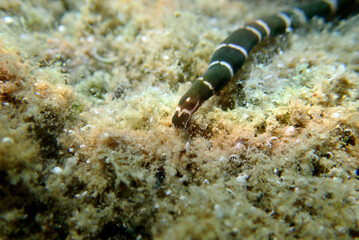 Obraz na płótnie Canvas Very rare imge of banded bootlace sea worm - (Notospermus geniculatus), Underwater image into the Mediterranean sea