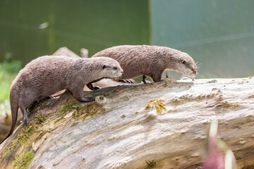 Couple of Otters relax on a tree log, near a water pool