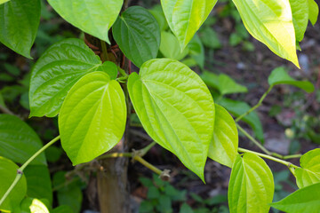 Green leaves of betel plant in the garden