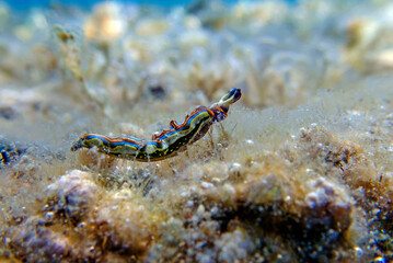 Obraz na płótnie Canvas Thuridilla hopei - Sacoglossan sea slug, underwater shoot in the Mediterranean sea