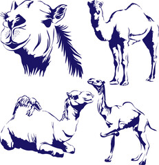 handmade camel vector set in silhouette style with many pose