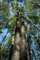 Obraz premium Forrest sky
