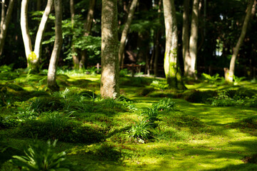 Beautiful natural gradient in green