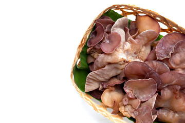 Black fungus mushroom on white background.