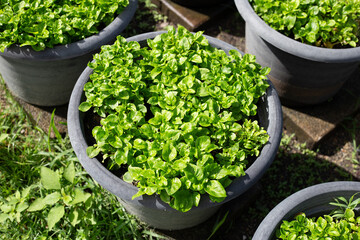 Brazilian Spinach plant in a pot