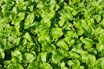 Brazilian Spinach plant in a pot