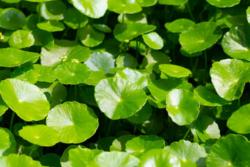 Centella asiatica (gotu kola). Fresh green leaves herb background.