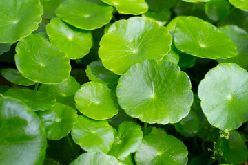Centella asiatica (gotu kola). Fresh green leaves herb background.