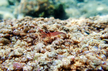 Peppermint shrimp, underwater image into the Mediterranean sea