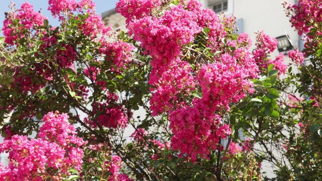 belle arbuste à fleurs roses dans une ville méditerranéenne 