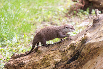 Cute Otter walking on a tree log, near a water pool