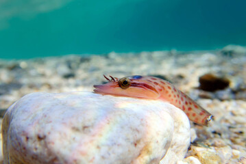The shore clingfish - (Lepadogaster lepadogaster), underwater image into the Mediterranean sea