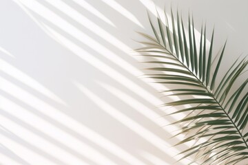 White wall in room background with palm leaves and soft shadow. Empty surface with copy space minimal beach tropic concept
