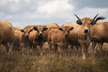 Aubrac Cows in the Cevennes (France)