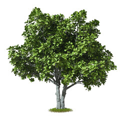 Isolated green tree cutout backgrounds 3d rendering png