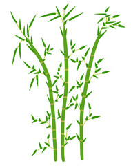 Fototapeta na wymiar bamboo isolated on white background