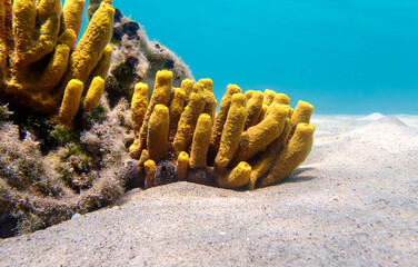 Yellow tube sea sponge - Aplysina aerophoba, underwater image into the Mediterranean sea - obrazy, fototapety, plakaty