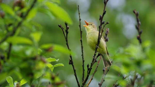 Icterine warbler (Hippolais icterina) singing in a tree, bird song