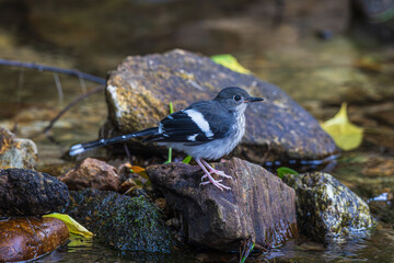 The Slaty-backed Forkail is hunting for prey in the stream.