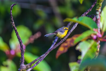 Yellow-bellied Fantail on the  tree branch.
