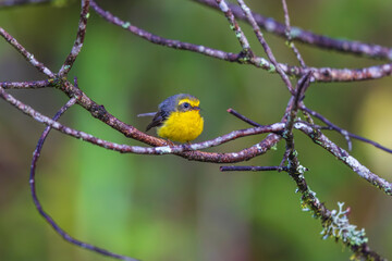 Yellow-bellied Fantail on the  tree branch.