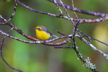 Yellow-bellied Fantail on the  tree branch.