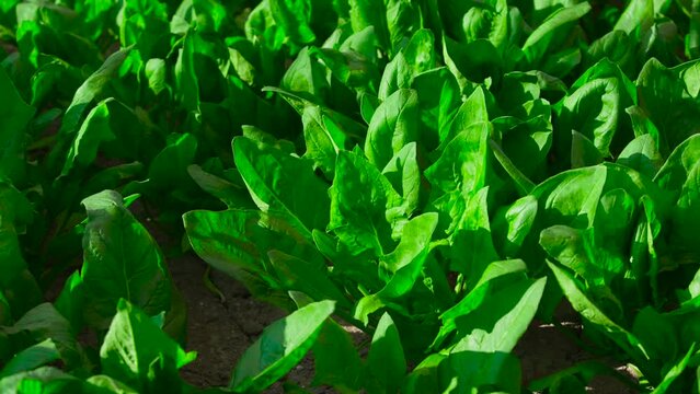 ほうれん草　ハウス栽培　農業