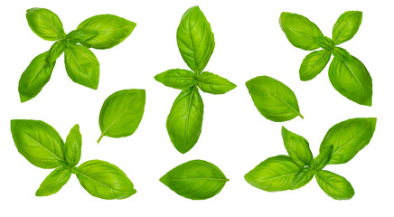 collection set of basil herbs isolated over transparent background png