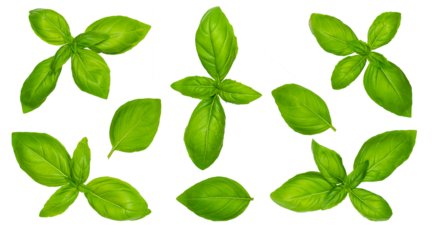 collection set of basil herbs isolated over transparent background png