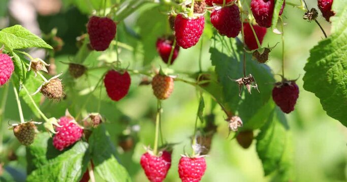 Fresh raspberries dancing in the wind, close up of berries juicy ripe fruit in orchard ready for picking