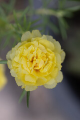 Moss-rose in the garden with blur background. Yellow moss-rose.