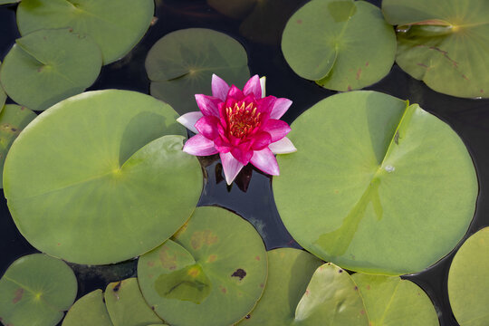 Pink lotus flower is blooming in the pond with beautiful leaf in beautiful day with selective focus