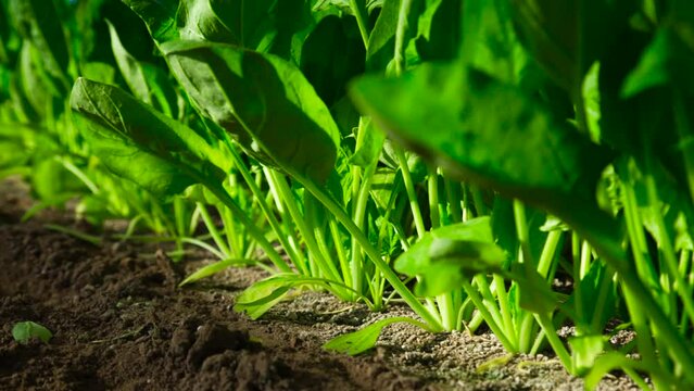 ほうれん草　ハウス栽培　農業